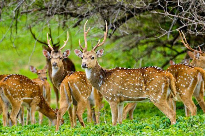 Maduru Oya National Park Private Safari with Naturalist - Who this Maduru Oya safari suits best