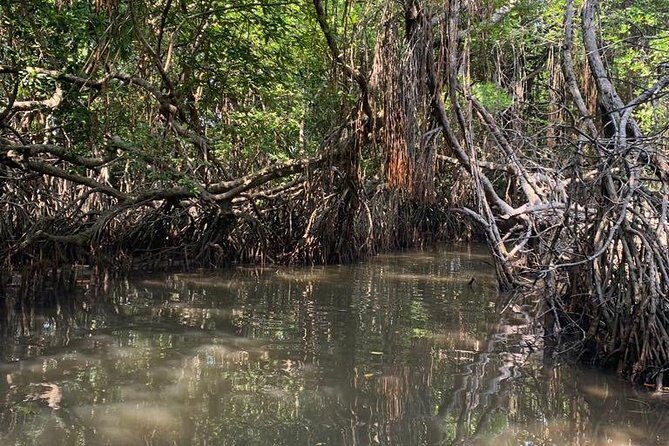 Mangrove Adventure - Key highlights to know before you go