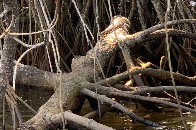 Mangrove Adventure - Bentota River mangroves: what makes the scenery different