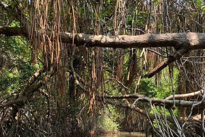 Mangrove Adventure - Your group’s boat: why that matters more than you think