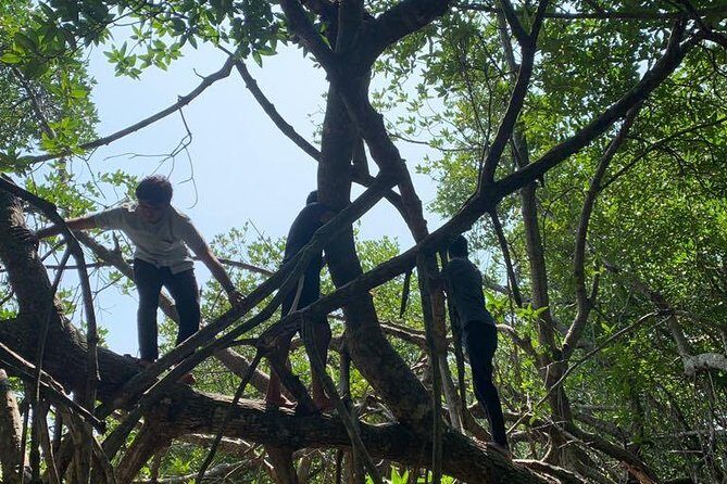 Mangrove Adventure - What you’ll learn: mangrove plants and the coastal job they do