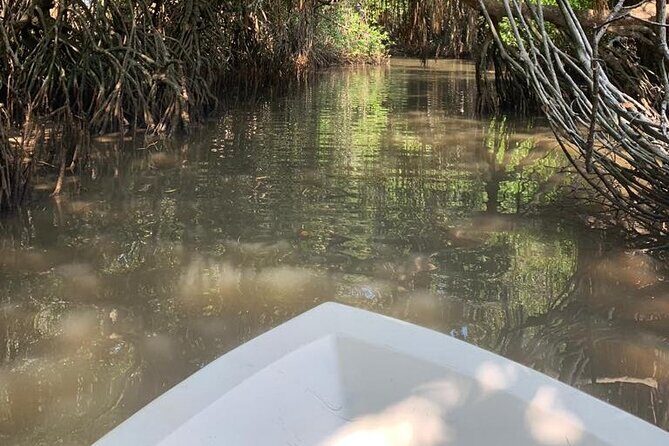 Mangrove Adventure - Wildlife and fish spotting: what to expect without overpromising