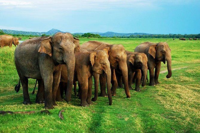 Minneriya Elephant Safari wth Sigiriya & Dambulla Cave Temples Full Day Tour - Why this Minneriya–Sigiriya–Dambulla combo makes sense