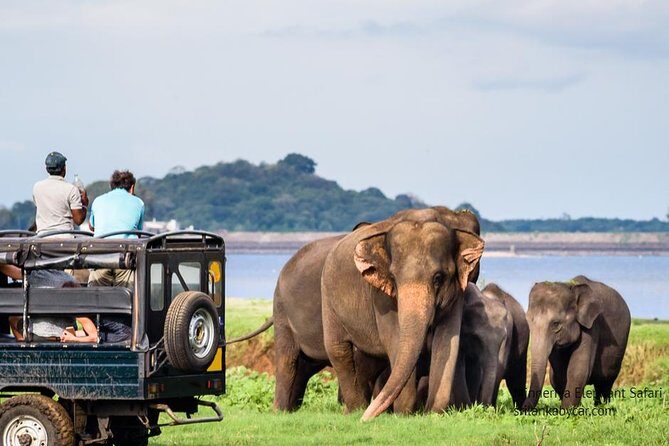 Minneriya Elephant Safari wth Sigiriya & Dambulla Cave Temples Full Day Tour - What you pay: price breakdown and value that adds up