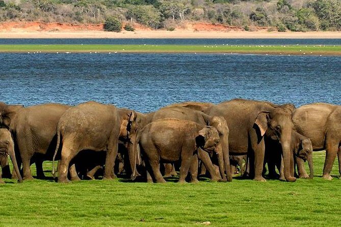 Minneriya Elephant Safari wth Sigiriya & Dambulla Cave Temples Full Day Tour - The guide effect: why routes and organization matter