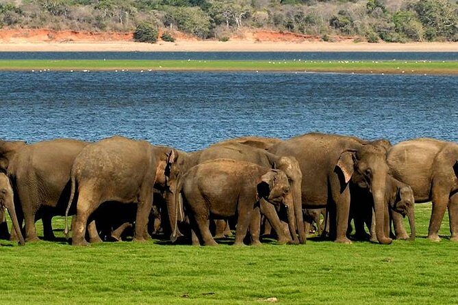 Minneriya Elephant Safari wth Sigiriya Lion Rock from Colombo - Quick take: what makes this tour tick