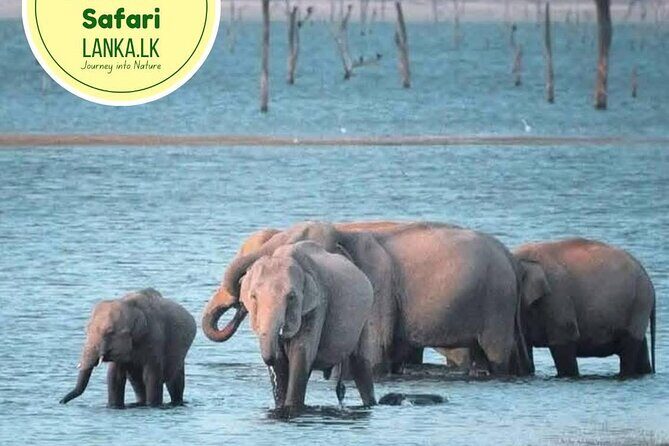 Minneriya Half Day Safari - Key points before you go