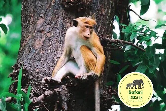 Minneriya Half Day Safari - The route: Kaudulla, Minneriya, Hurulu Eco Park