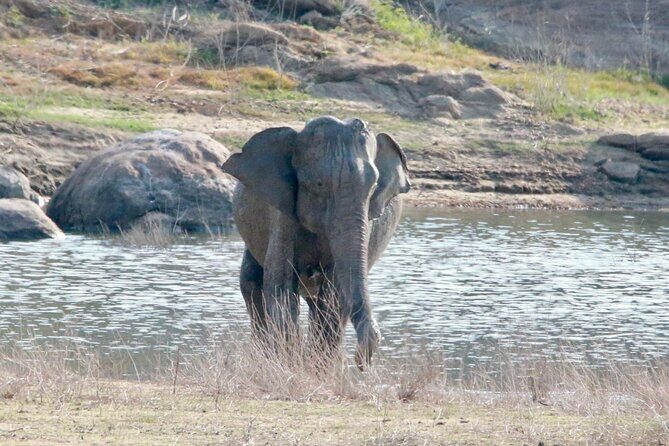 Minneriya Half Day Safari - The people factor: guides like Raj make a difference