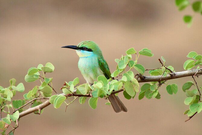Minneriya Half Day Safari - Price and value: why $33 can work (if you want this style of day)