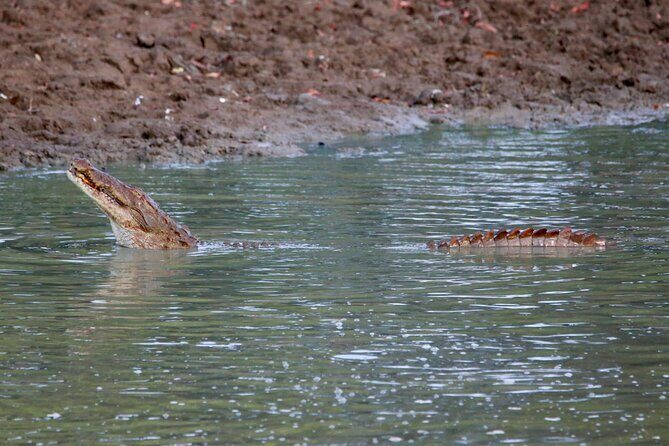 Minneriya Half Day Safari - Practical tips that make this safari smoother