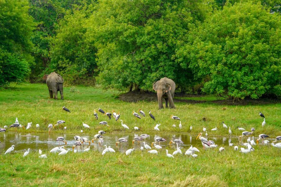 Minneriya: Minneriya National Park Private Elephant Safari - Key highlights you’ll actually care about