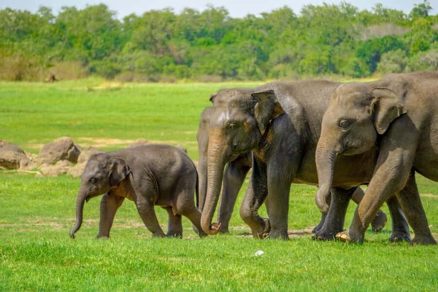 Minneriya: Minneriya National Park Private Elephant Safari - Minneriya’s elephant gathering is the main event