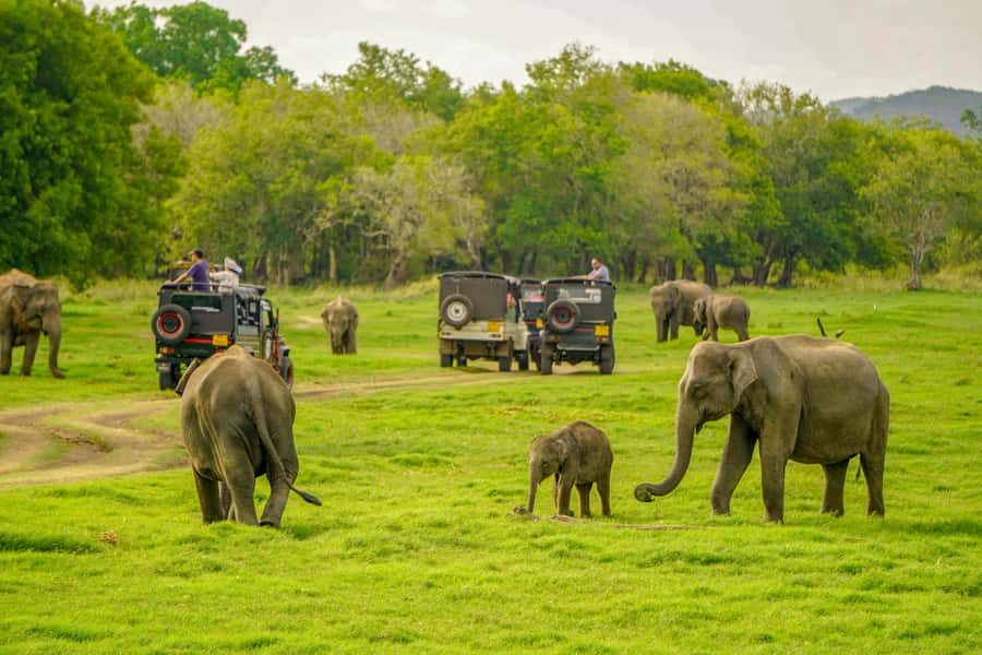 Minneriya: Minneriya National Park Private Elephant Safari - At the park entrance: budget for the ticket you pay there