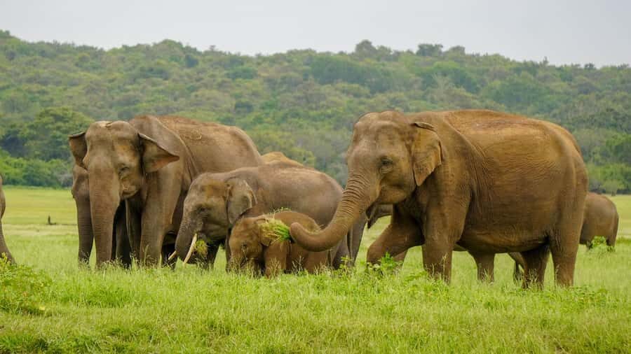 Minneriya: Minneriya National Park Private Elephant Safari - When Minneriya is crowded: a smart alternative can happen