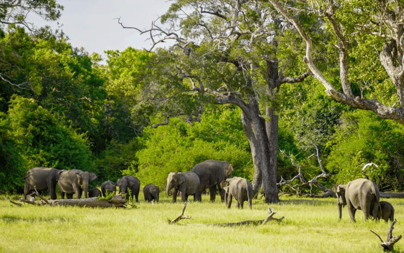 Minneriya: Minneriya National Park Private Elephant Safari - Other wildlife you can spot along the way