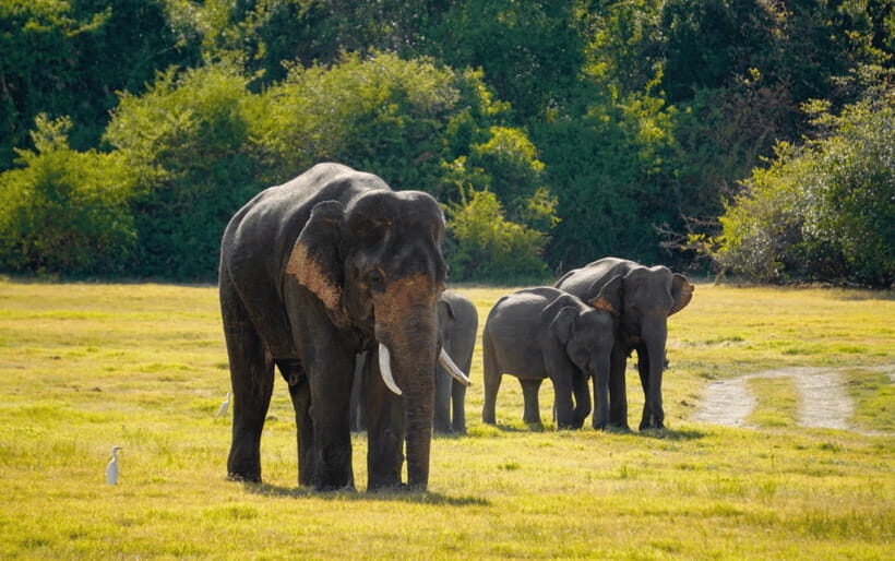 Minneriya: Minneriya National Park Private Elephant Safari - What the safari feels like: safety, comfort, and attention
