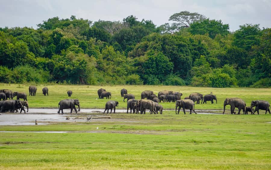 Minneriya: Minneriya National Park Private Elephant Safari - Your day plan: from pickup to safari to return