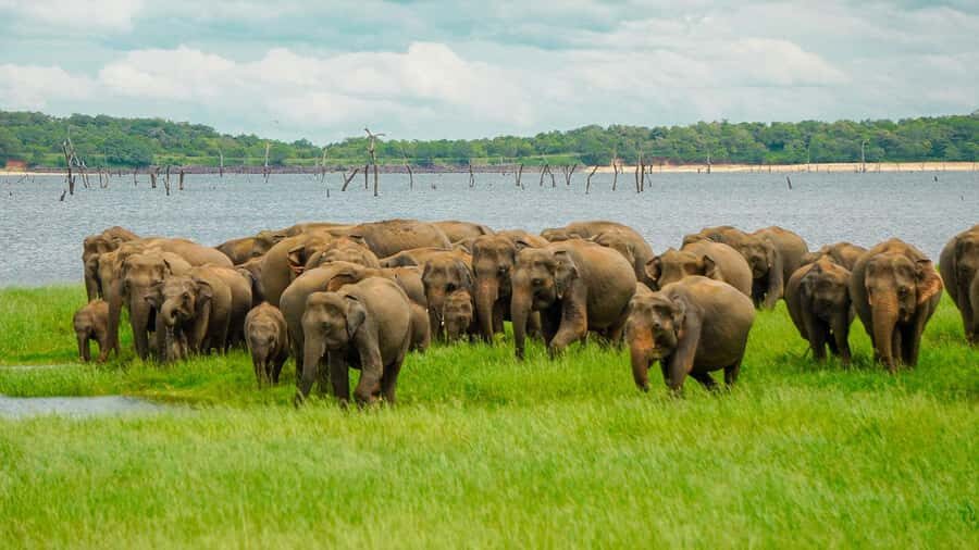 Minneriya: Minneriya National Park Private Elephant Safari - Private jeep logistics: how the ride and timing work