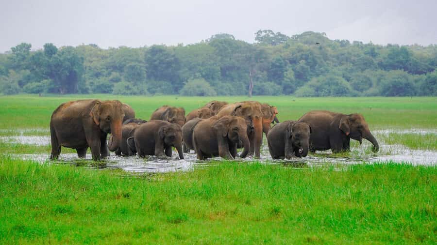 Minneriya: Minneriya National Park Private Evening Safari - Wildlife Viewing That Feels Like Real Nature: No Chasing, Engine-Off Moments