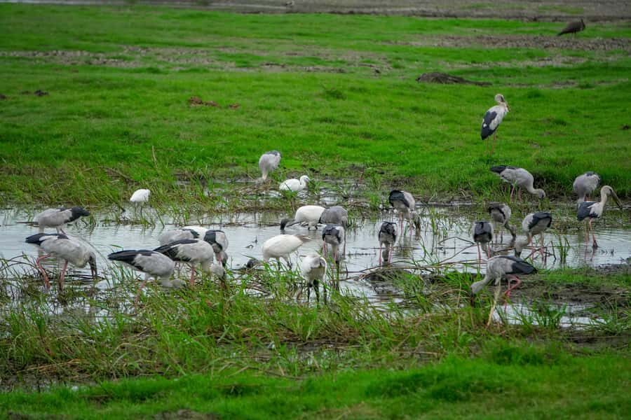 Minneriya: Minneriya National Park Private Evening Safari - Camera Tips That Fit the Safari Reality