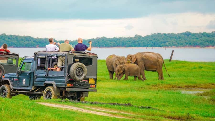 Minneriya: Minneriya National Park Private Evening Safari - Price and Value: How $41 Works When You Add the USD 45 Park Fee