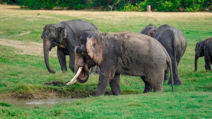Minneriya: Minneriya National Park Private Evening Safari - The Practical Stuff That Makes the Safari Better