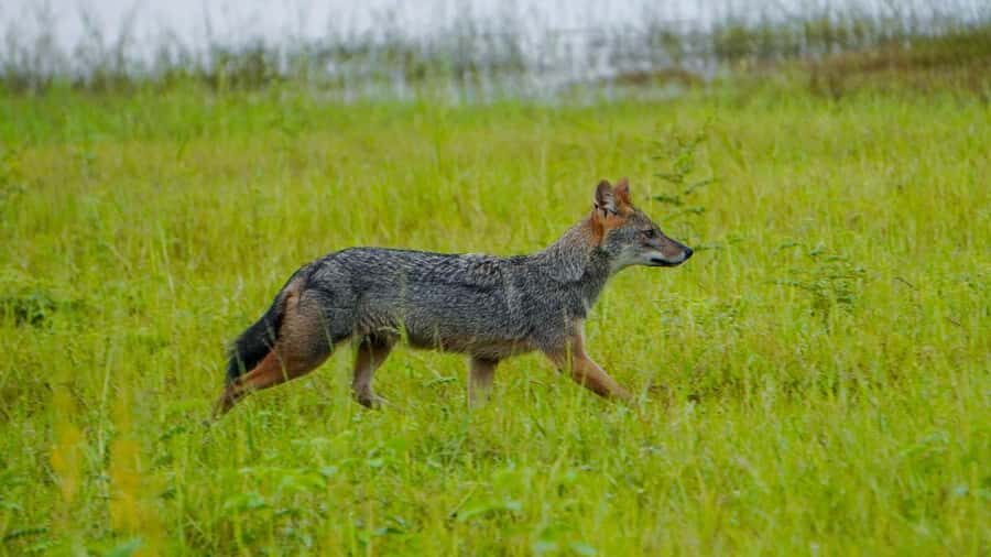 Minneriya: Minneriya National Park Private Evening Safari - Who This Safari Fits Best (and Who Might Want a Different Plan)