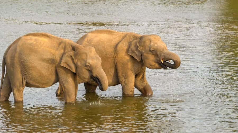 Minneriya: Minneriya National Park Private Evening Safari - A Quick Reality Check on What the Tour Feels Like