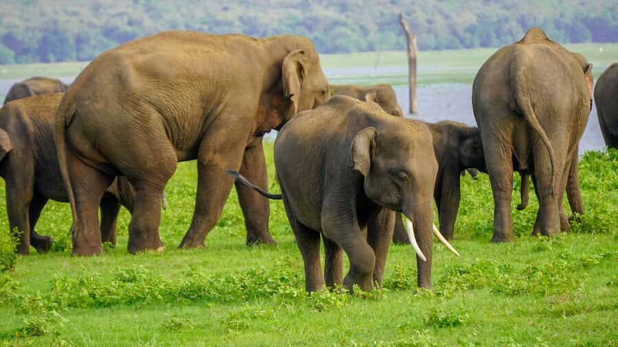 Minneriya: Minneriya National Park Private Evening Safari - Your Half-Day Jeep Plan: Pickup, Afternoon Timing, and the Flow of the Drive
