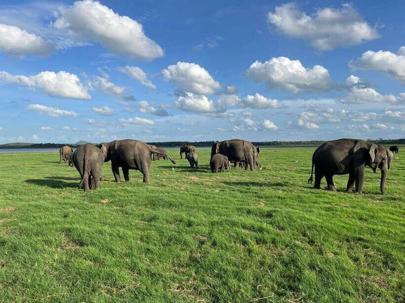 Minneriya: Minneriya National Park Private Jeep Safari - Key Things That Make This Safari Worth Your Time