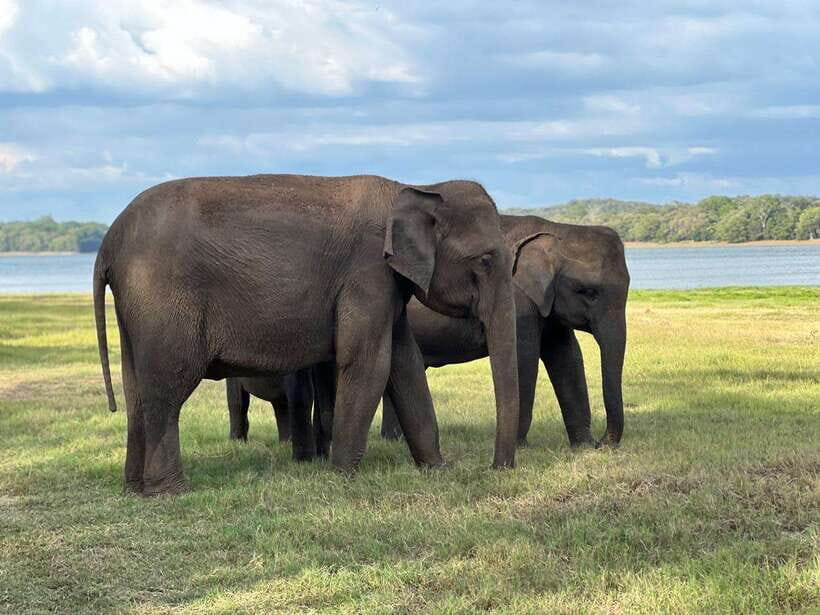 Minneriya: Minneriya National Park Private Jeep Safari - The Game-Drive Experience: Deer, Wild Buffalo, and Birdlife