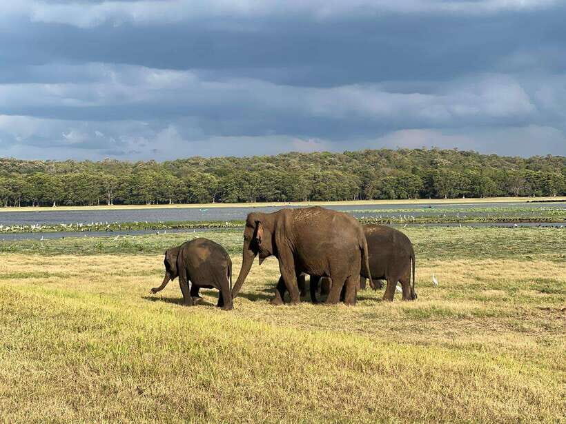 Minneriya: Minneriya National Park Private Jeep Safari - Elephants at the Water Reservoirs: Why This Is the Main Event