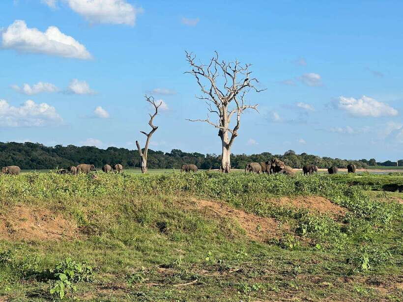 Minneriya: Minneriya National Park Private Jeep Safari - What Your English Guide Actually Does for You
