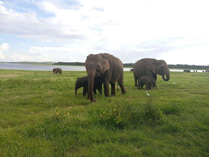 Minneriya: Minneriya National Park Private Jeep Safari - Comfort, Rules, and What to Pack for a 4-Hour Safari