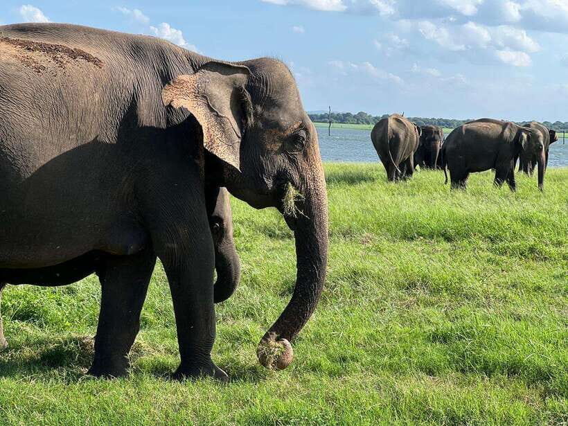Minneriya: Minneriya National Park Private Jeep Safari - Who This Safari Suits Best (and Who Might Want Another Plan)
