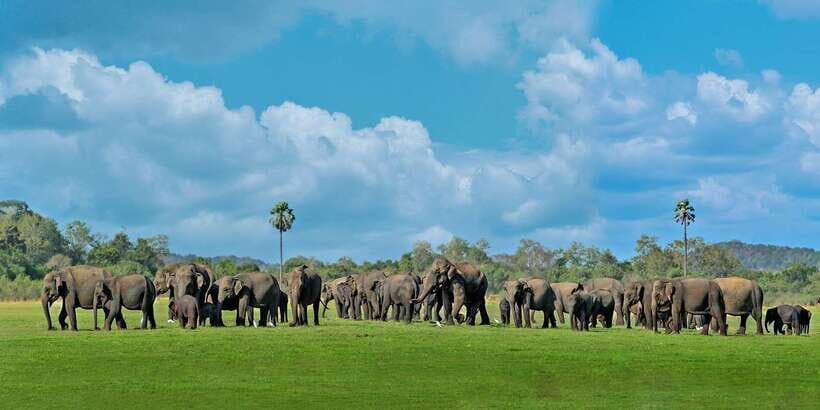 Minneriya: Minneriya National Park Private Safari - Key things that make this safari work