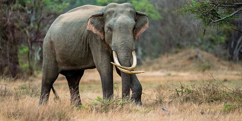 Minneriya: Minneriya National Park Private Safari - Why Minneriya is such a big deal for elephant sightings