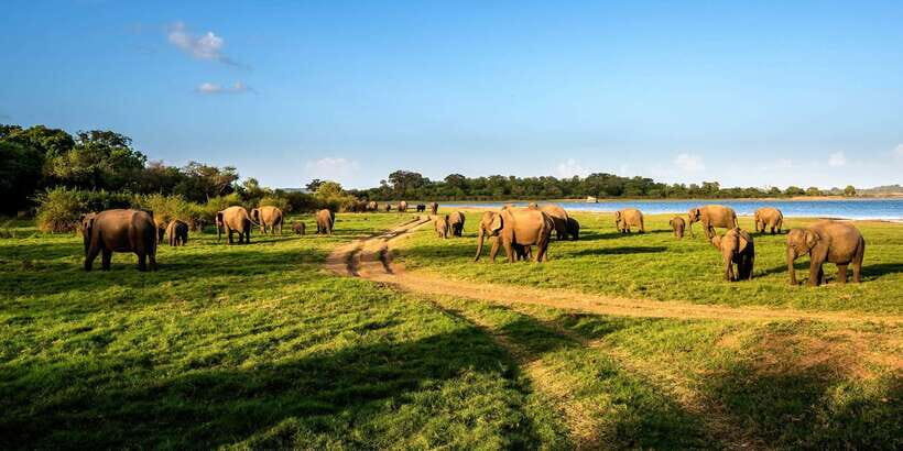 Minneriya: Minneriya National Park Private Safari - Getting started: pickup, trackers, and how the park day runs