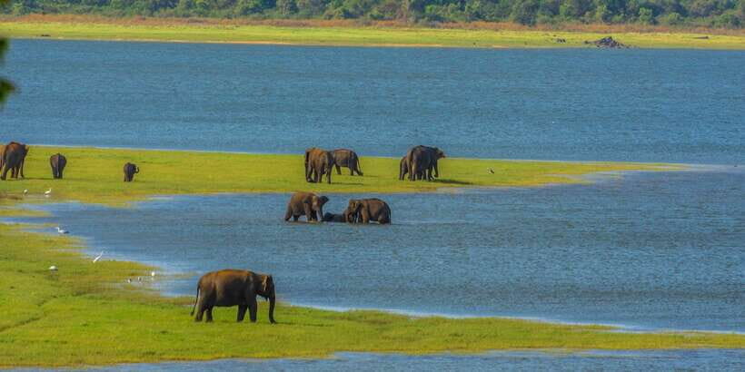 Minneriya: Minneriya National Park Private Safari - The Minneriya reservoir grasslands: where you actually hunt for herds