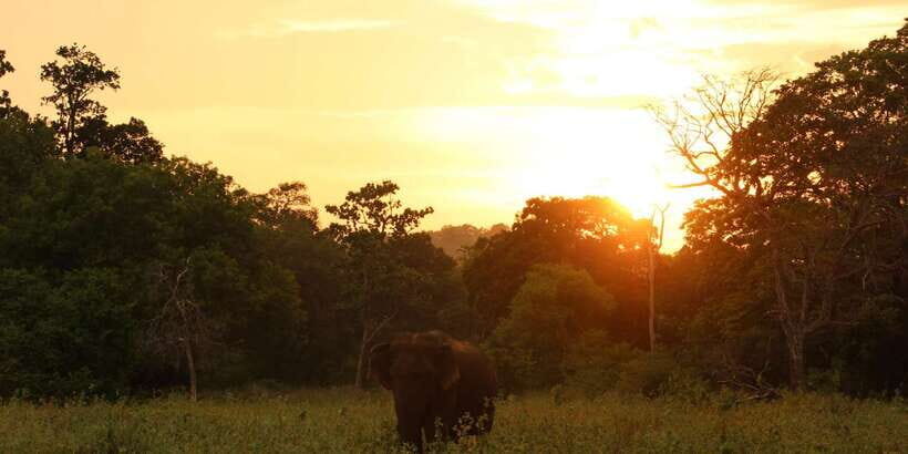 Minneriya: Minneriya National Park Private Safari - Beyond elephants: birds, monkeys, and the rest of the wildlife cast