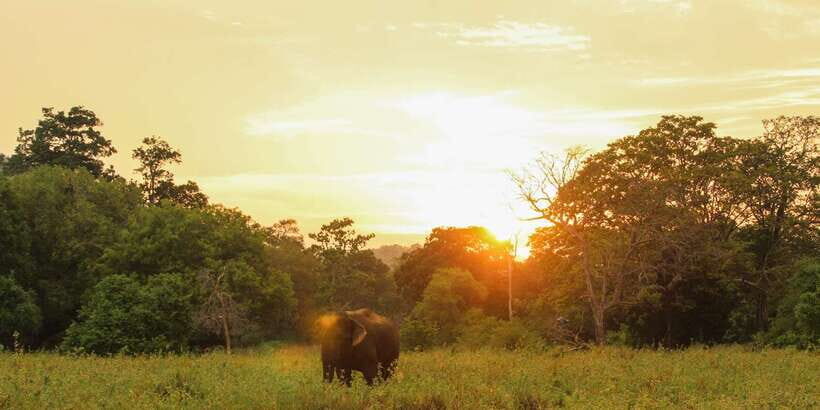 Minneriya: Minneriya National Park Private Safari - When Minneriya is quiet: Kaudulla and Hurulu Eco Park help you follow the herds