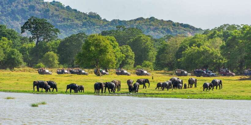 Minneriya: Minneriya National Park Private Safari - What to bring (and how to behave) for a smoother safari