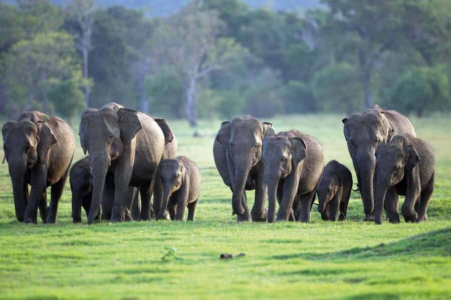 Minneriya National Park 4x4 jeep Safari Include Entrance Fee - Key things to know before you go