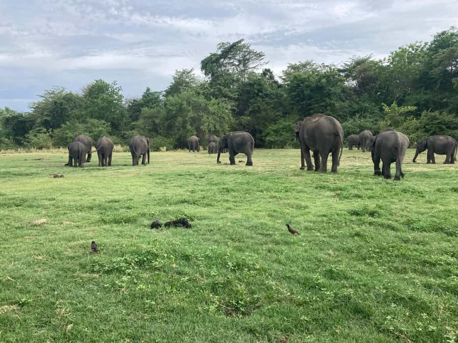 Minneriya National Park 4x4 jeep Safari Include Entrance Fee - Who this safari suits best