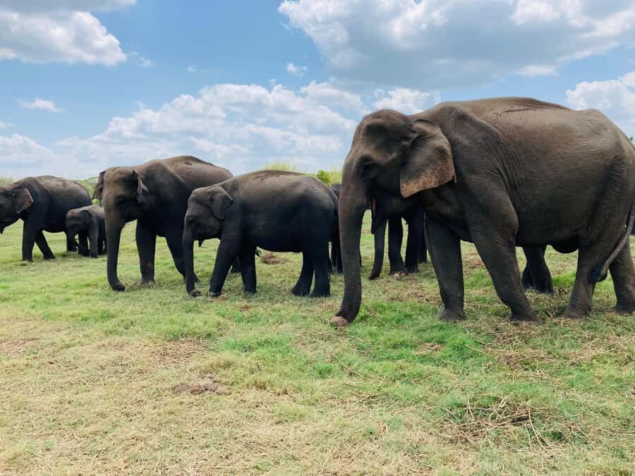 Minneriya National Park 4x4 jeep Safari Include Entrance Fee - What your 3 to 3.5 hours in the park is like