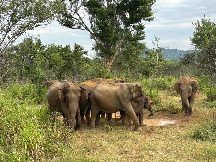 Minneriya National Park 4x4 jeep Safari Include Entrance Fee - Open-top jeep viewing: great angles, real rules