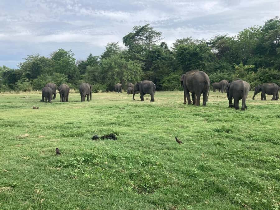 Minneriya National Park 4x4 jeep Safari Include Entrance Fee - Wildlife you can realistically expect besides elephants
