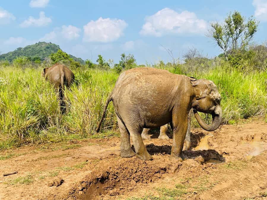 Minneriya National Park 4x4 jeep Safari Include Entrance Fee - When Minneriya doesn’t deliver: flexibility to Kaudulla
