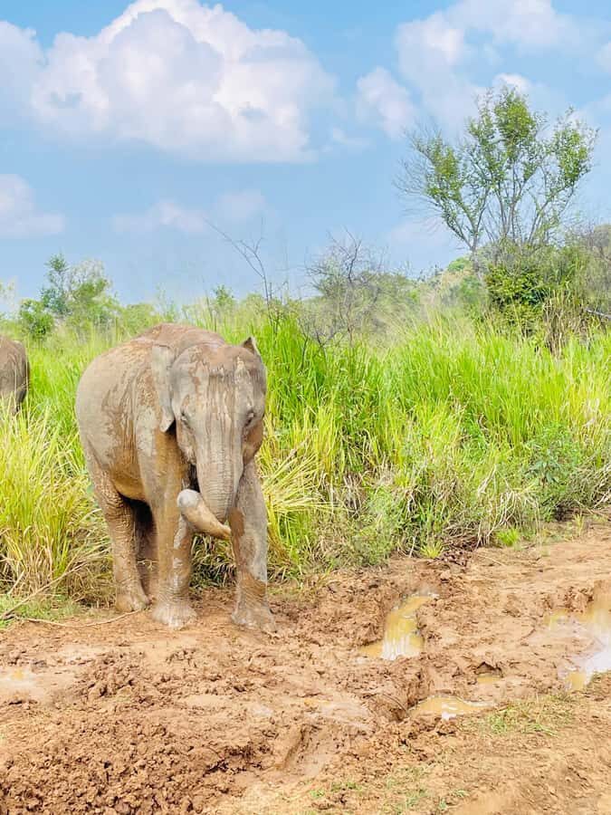 Minneriya National Park 4x4 jeep Safari Include Entrance Fee - Driver comfort and safety: the one variable you can’t fully control